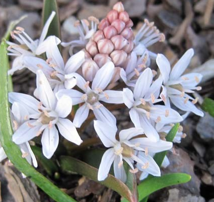 Scilla bifolia 'Rosea' 5 Bulbs