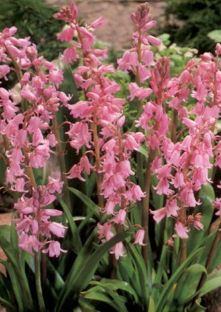 Scilla hispanica Pink 5 Bulbs