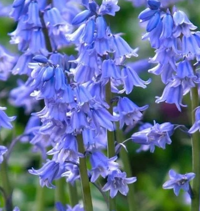 Scilla hispanica Light Blue 5 Bulbs
