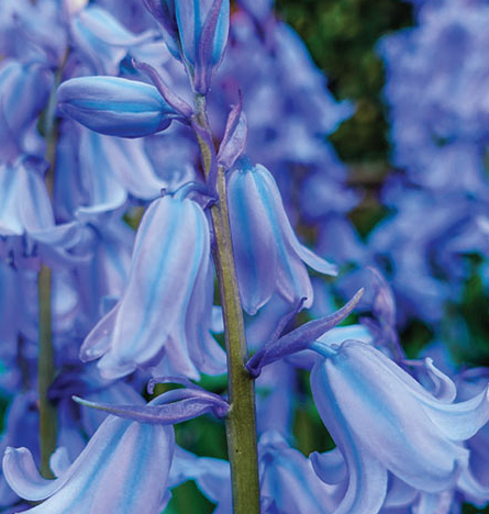 Scilla hispanica Light Blue 5 Bulbs