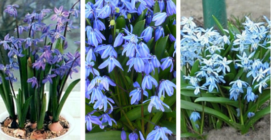 Scilla siberica Spring Beauty 5 Bulbs