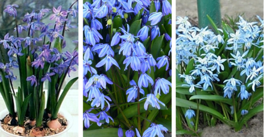 Scilla siberica Spring Beauty 5 Bulbs