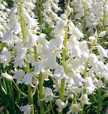 Scilla hispanica White 5 Bulbs