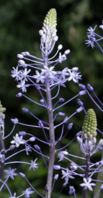 Scilla Blue Arrow 5 Bulbs