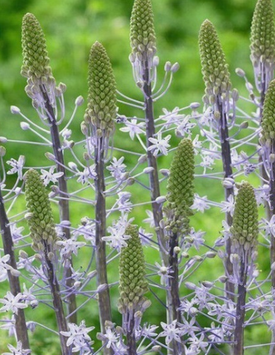 Scilla Blue Arrow 5 Bulbs