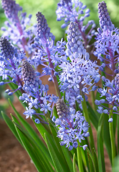 Scilla Litardierei 5 Bulbs