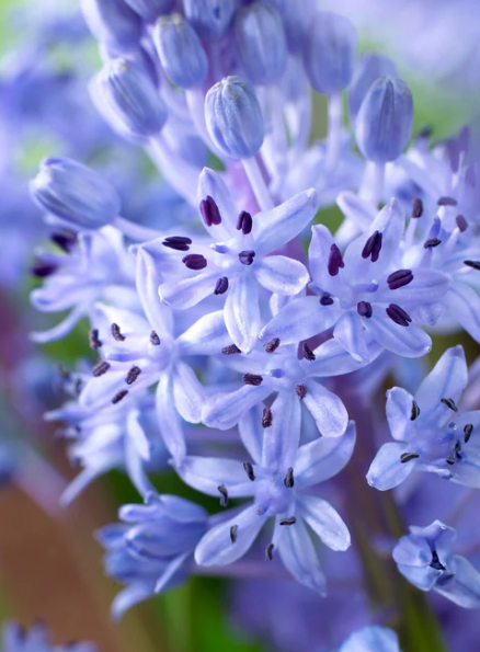 Scilla Litardierei 5 Bulbs