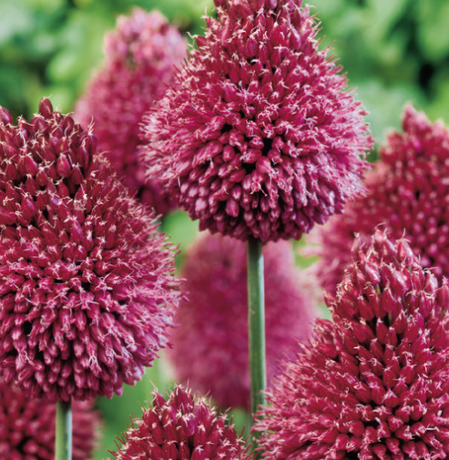 Allium sphaerocephalon ( Drumsticks ) 5 Bulbs