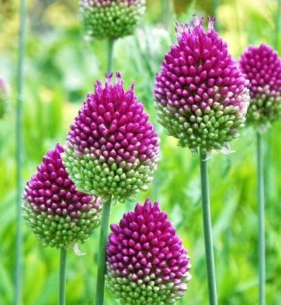 Allium sphaerocephalon ( Drumsticks ) 5 Bulbs