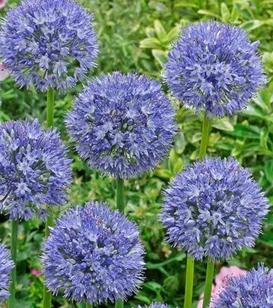 Allium azureum 5 Bulbs