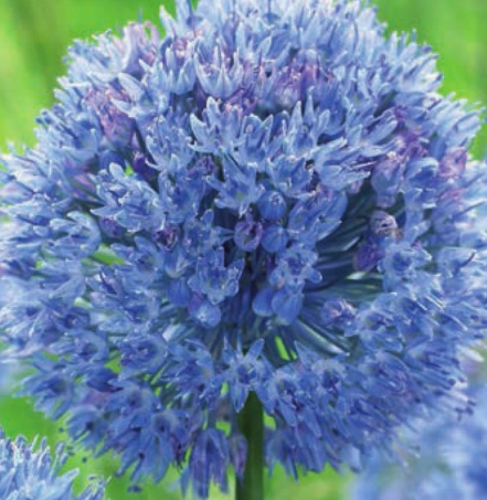 Allium azureum 5 Bulbs