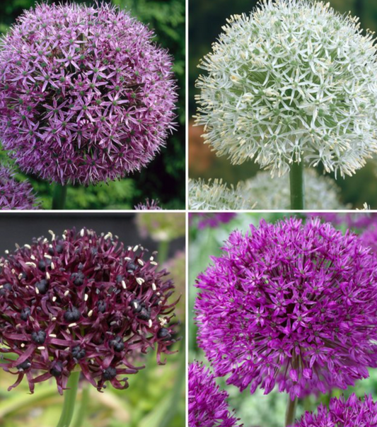 Allium collection 'Abbey Road' 5 Bulbs