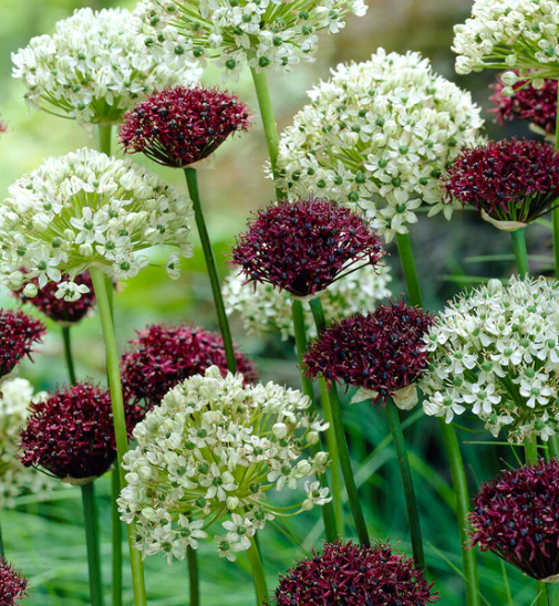 Allium collection 'Abbey Road' 5 Bulbs