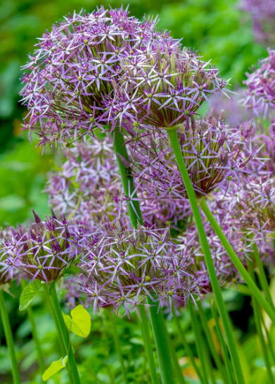 Allium cristophii  "Star of Persia" 5 Bulbs