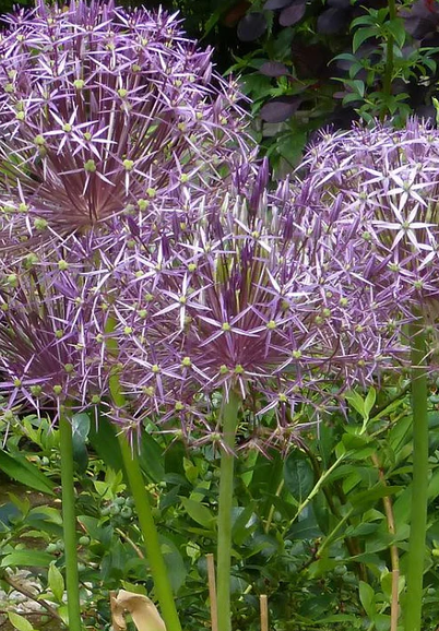 Allium cristophii  "Star of Persia" 5 Bulbs