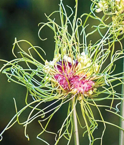 Allium 'Hair' 5 Bulbs