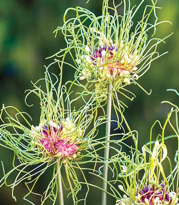 Allium 'Hair' 5 Bulbs