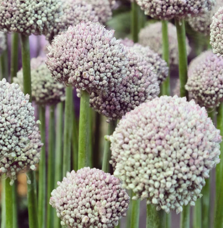 Allium 'Ping Pong' "Wild leek" 5 Bulbs