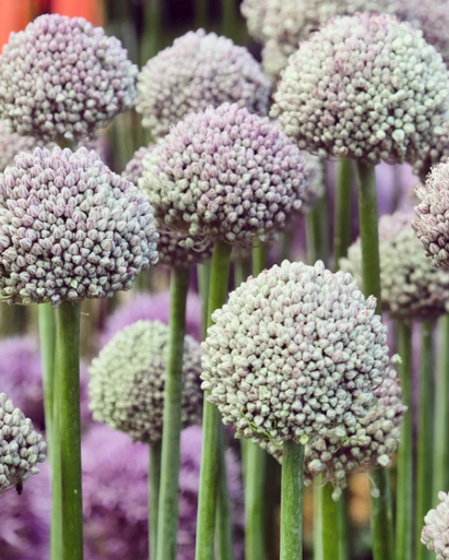 Allium 'Ping Pong' "Wild leek" 5 Bulbs