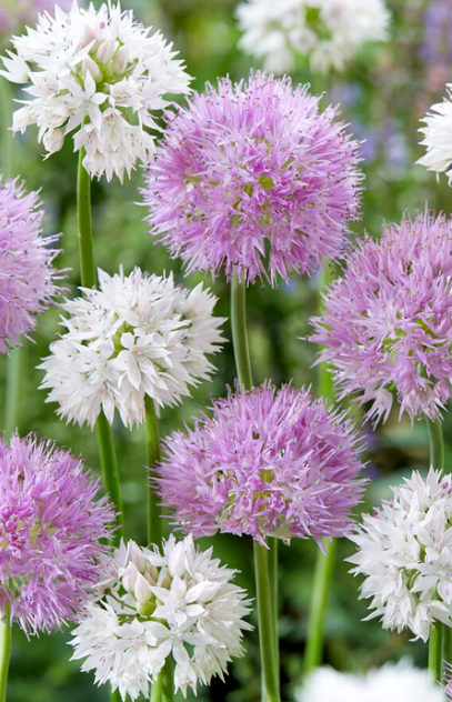Allium collection 'Endless Summer' 5 Bulbs