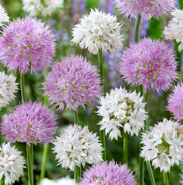 Allium collection 'Endless Summer' 5 Bulbs