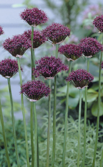 Allium atropurpureum 5 Bulbs