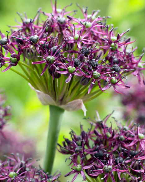 Allium atropurpureum 5 Bulbs