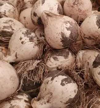 Allium schubertii 5 Bulbs