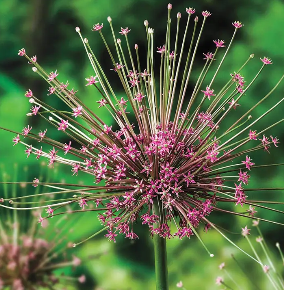 Allium schubertii 5 Bulbs