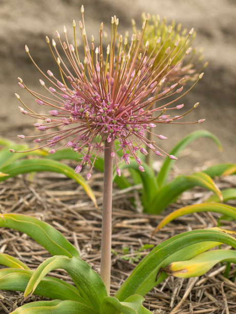 Allium schubertii 5 Bulbs