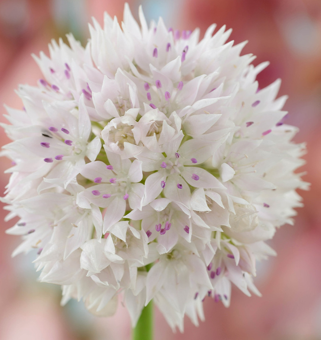 Allium Graceful Beauty 5 Bulbs