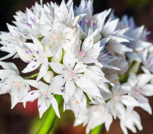 Allium Graceful Beauty 5 Bulbs
