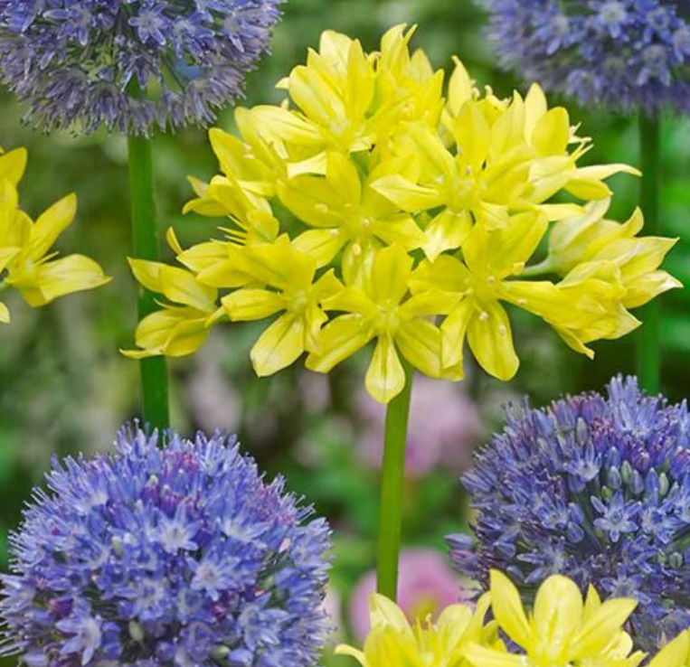 Allium collection 'Marisol' 5 Bulbs