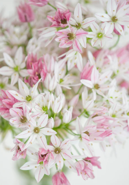 Allium 'Cameleon' 5 Bulbs