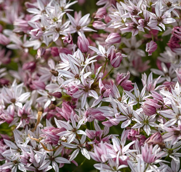Allium 'Cameleon' 5 Bulbs