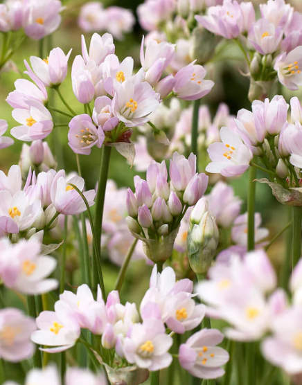 Allium roseum "Rosy-flowered garlic" 5 Bulbs