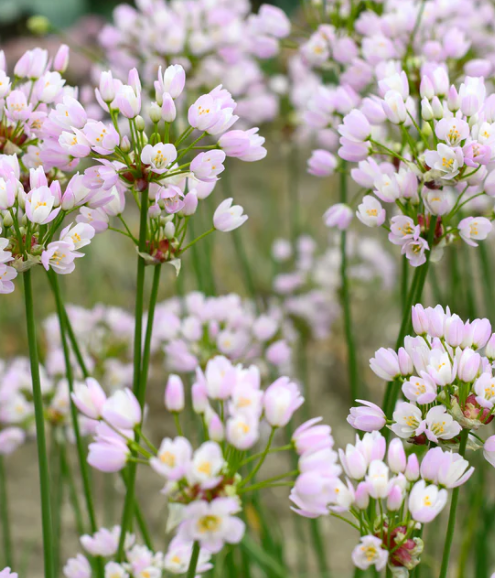 Allium roseum "Rosy-flowered garlic" 5 Bulbs