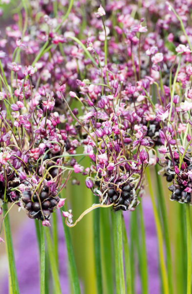 Allium 'Art' 5 Bulbs