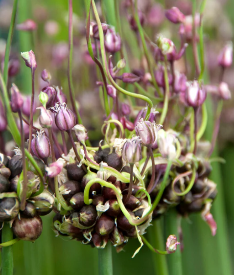 Allium 'Art' 5 Bulbs
