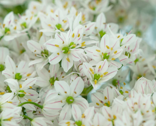 Allium neapolitanum 'Cowanii' 5 Bulbs