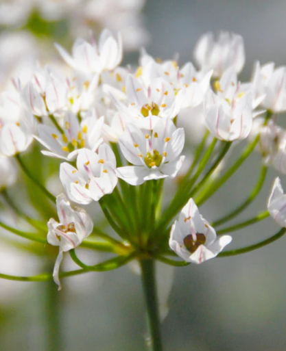Allium neapolitanum 'Cowanii' 5 Bulbs