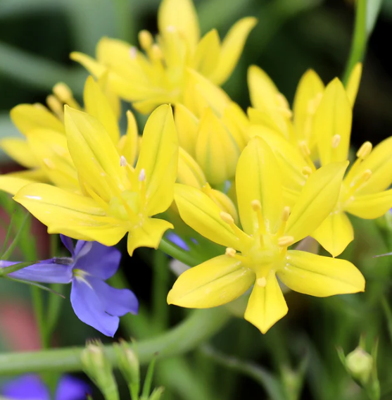 Allium moly "Golden garlic" 5 Bulbs