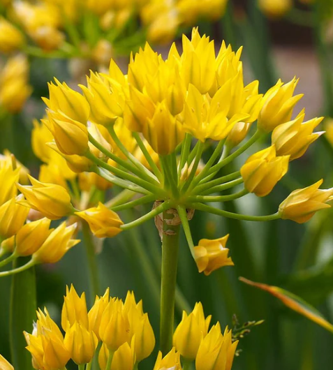 Allium moly "Golden garlic" 5 Bulbs