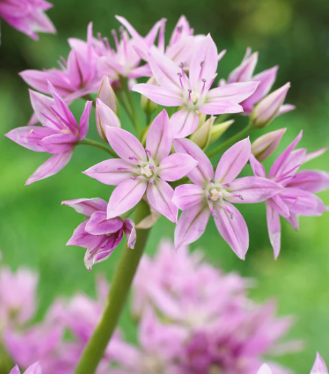 Allium 'Eros' 5 Bulbs