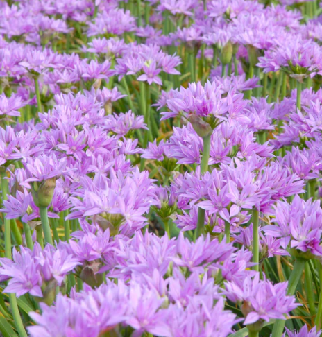 Allium 'Eros' 5 Bulbs