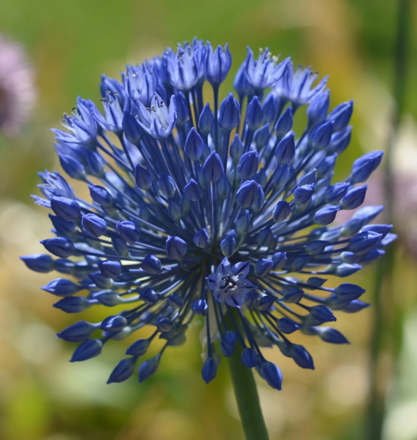 Allium caesium "Light-blue garlic" 5 Bulbs
