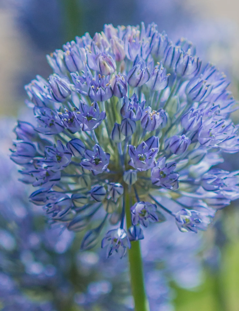 Allium caesium "Light-blue garlic" 5 Bulbs