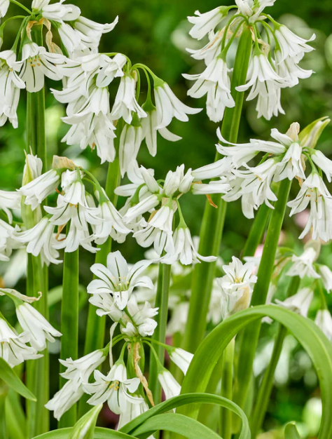 Allium triquetrum "Three-cornered leek" 5 Bulbs