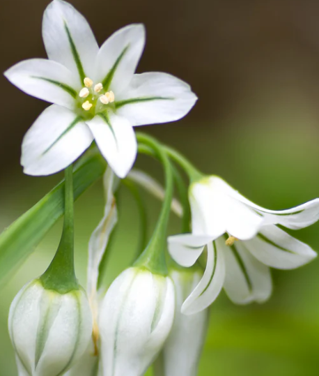 Allium triquetrum "Three-cornered leek" 5 Bulbs