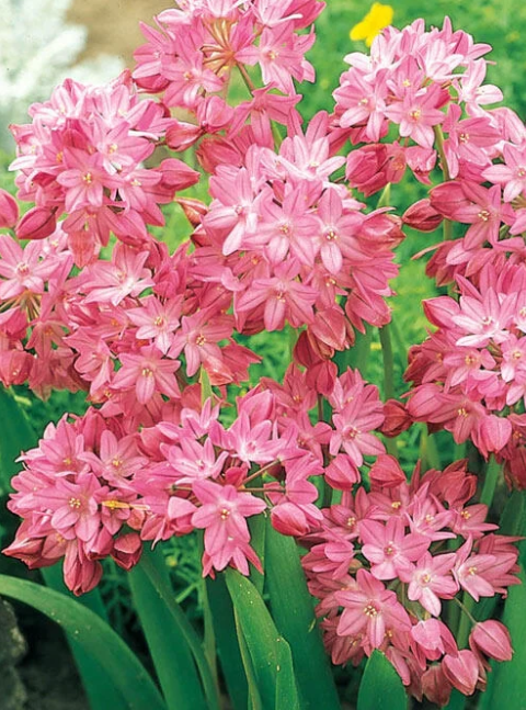 Allium Alpine Rosy 5 Bulbs